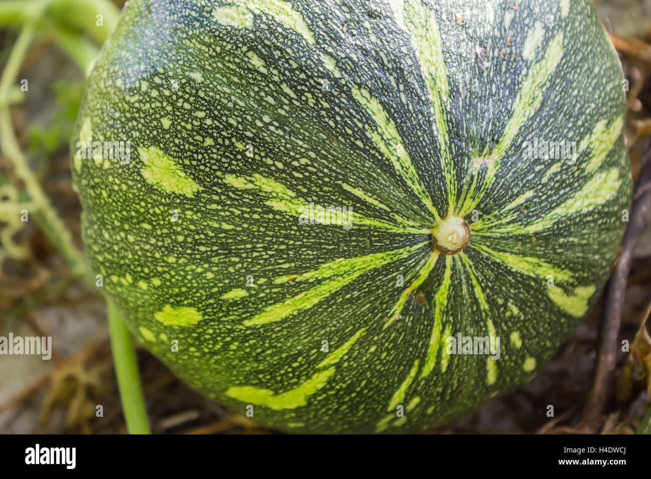 The green pumpkin grows on a kitchen garden Stock Photo - Alamy