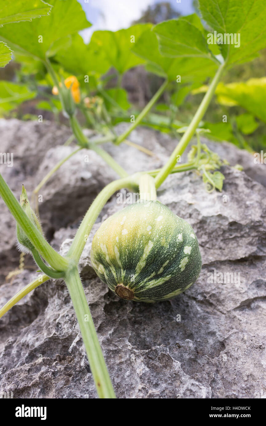 The green pumpkin grows on a kitchen garden Stock Photo - Alamy