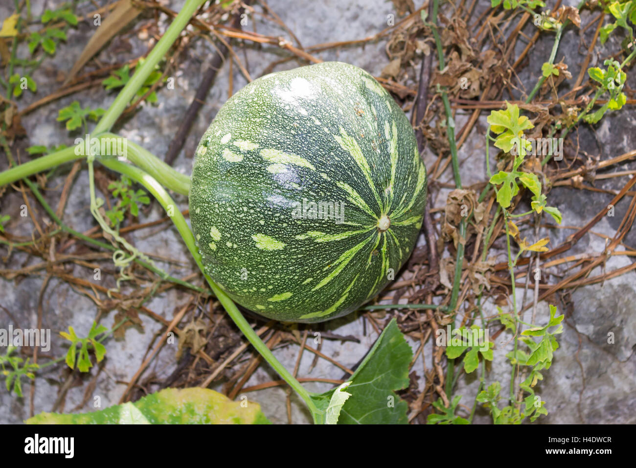 The green pumpkin grows on a kitchen garden Stock Photo - Alamy