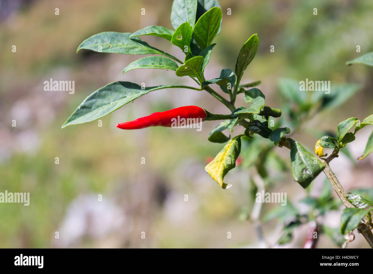 red colored chilli peppers on tree. Stock Photo
