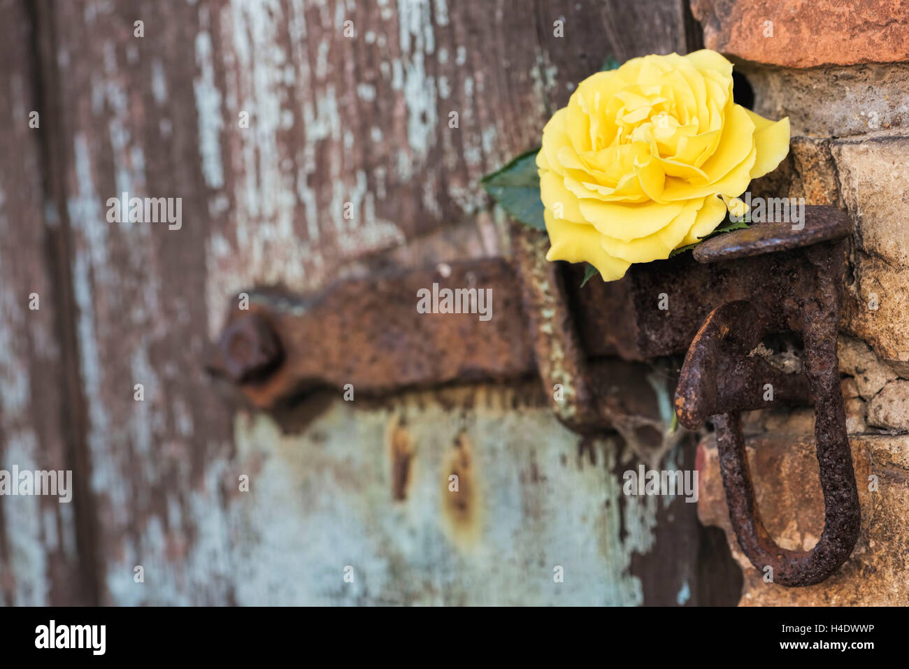 gentle yellow rose in the old lock and old door, Stock Photo