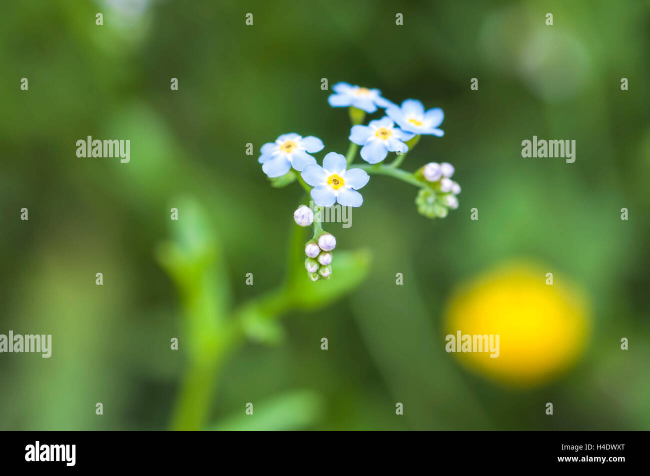 close-up of water forget-me-not, background green bokeh Stock Photo