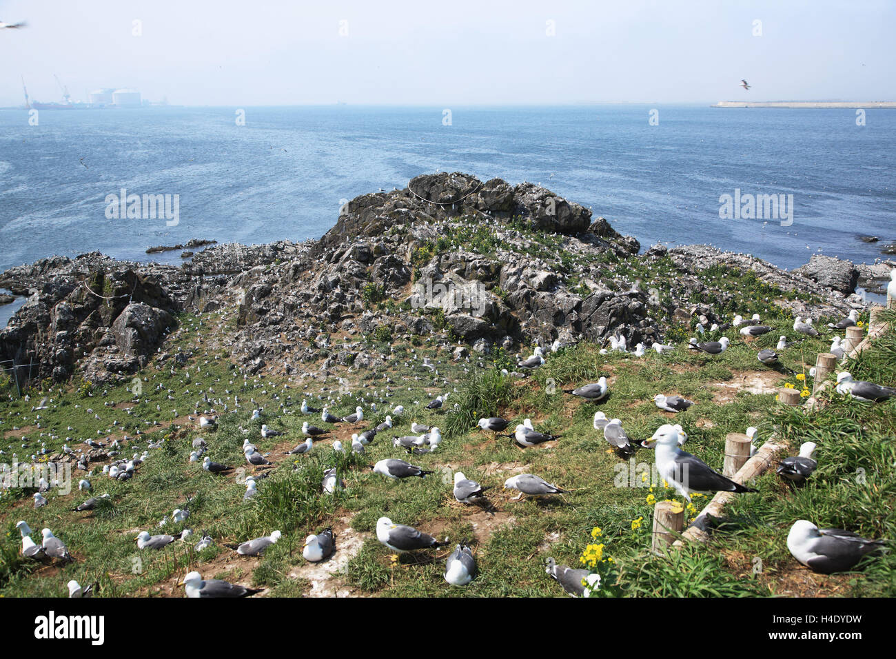 Japan, Aomori prefecture, Hachinohe city, Kabushima Shrine Stock Photo