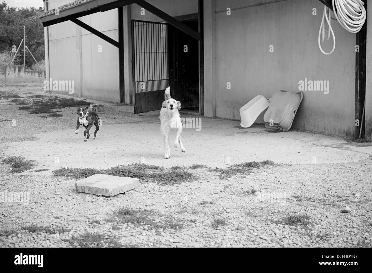 Dog running enclosure, animals and nature Stock Photo