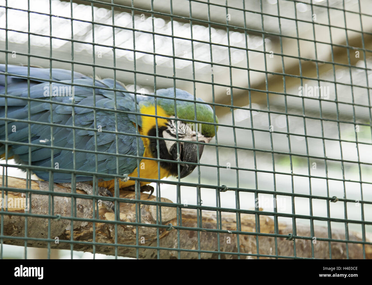 Image showcasing Exotic parrot cage in natural park, animals Stock Photo - Alamy