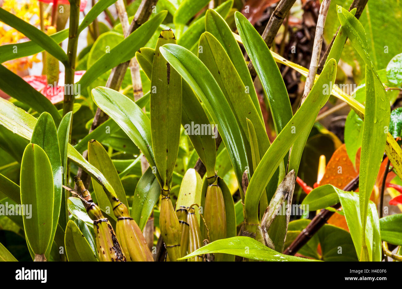 Close up of different species of rain drenched orchid leaves and  pseudobulb in garden setting Stock Photo
