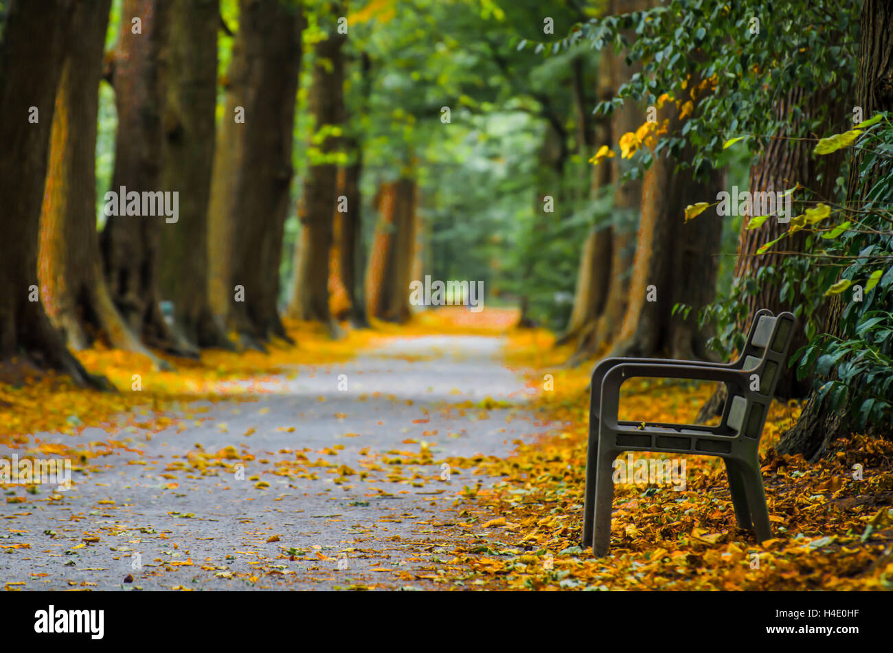 Autumn alley in the park Stock Photo - Alamy