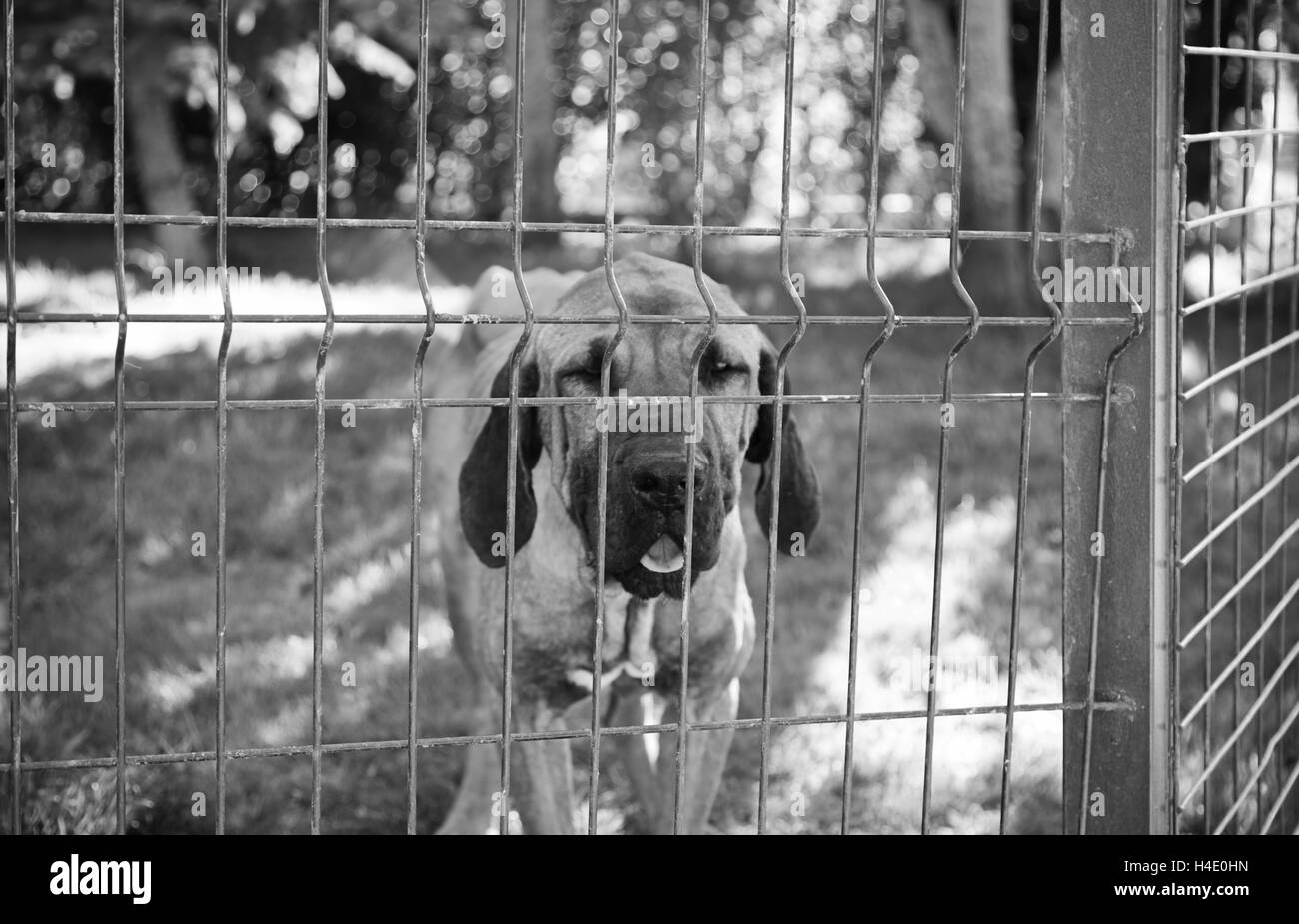 Hound dog locked and abuse, animal neglect Stock Photo