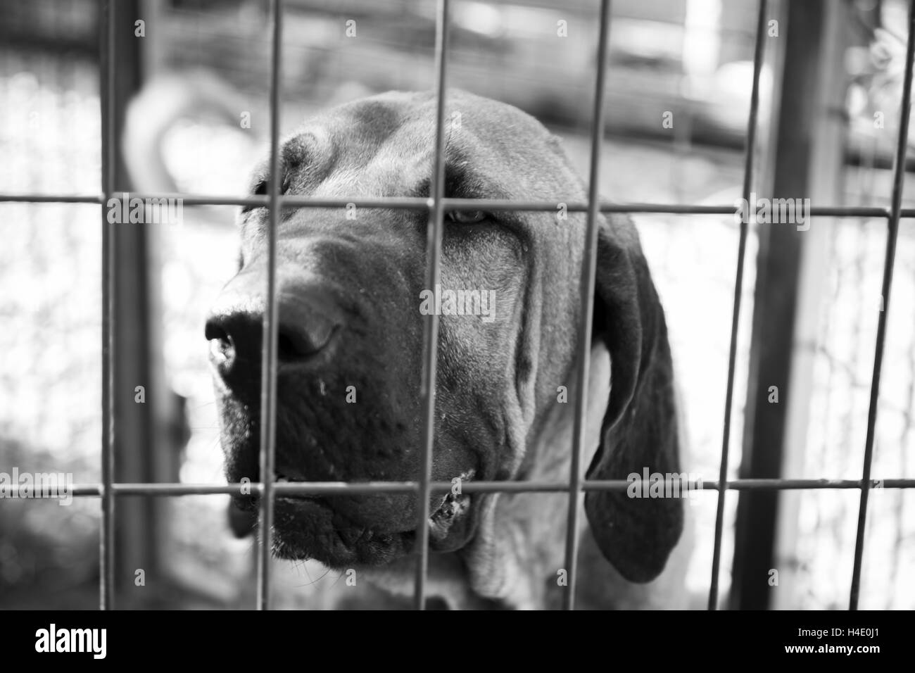Hound dog locked and abuse, animal neglect Stock Photo