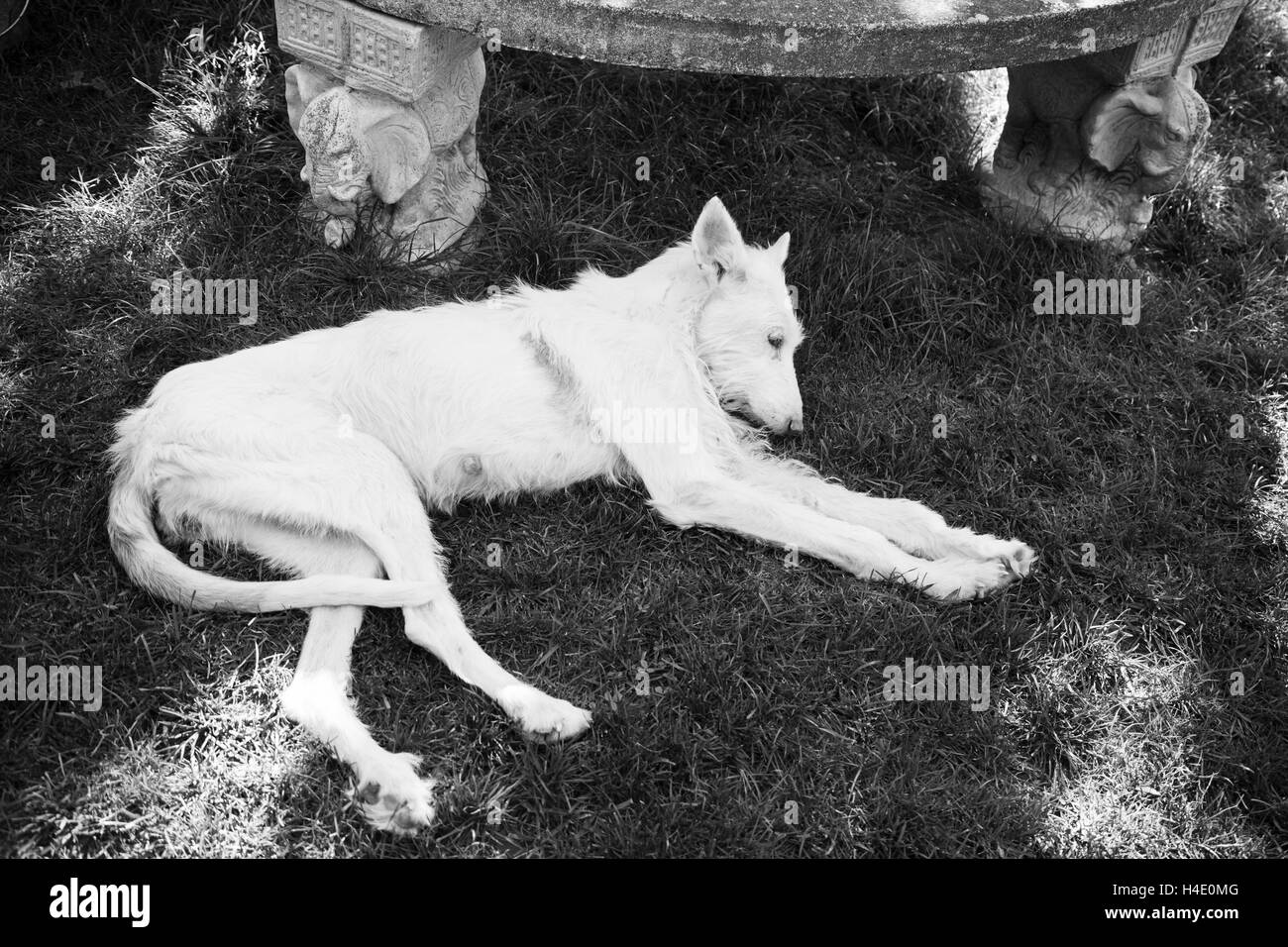 Sick dog lying abandoned and abused Stock Photo