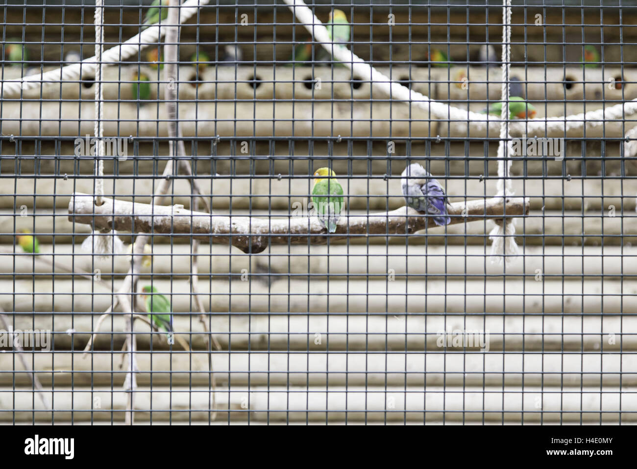 Exotic parrot cage in natural park, animals Stock Photo - Alamy - Exotic Parrot Cage With Removable Observation