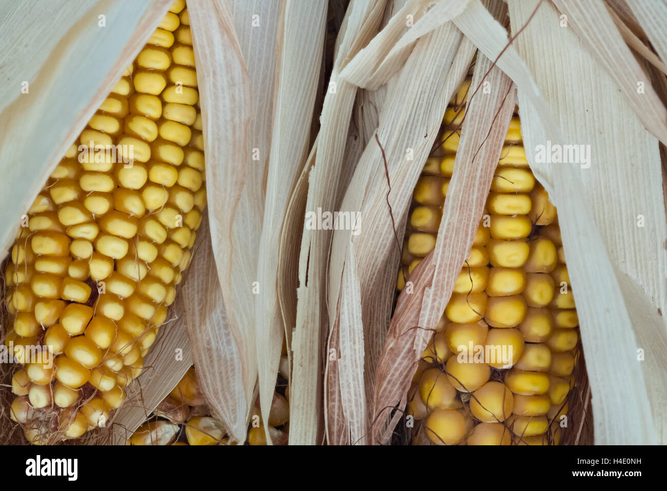 Cobs of corn with grain, silk and dry leaves Stock Photo