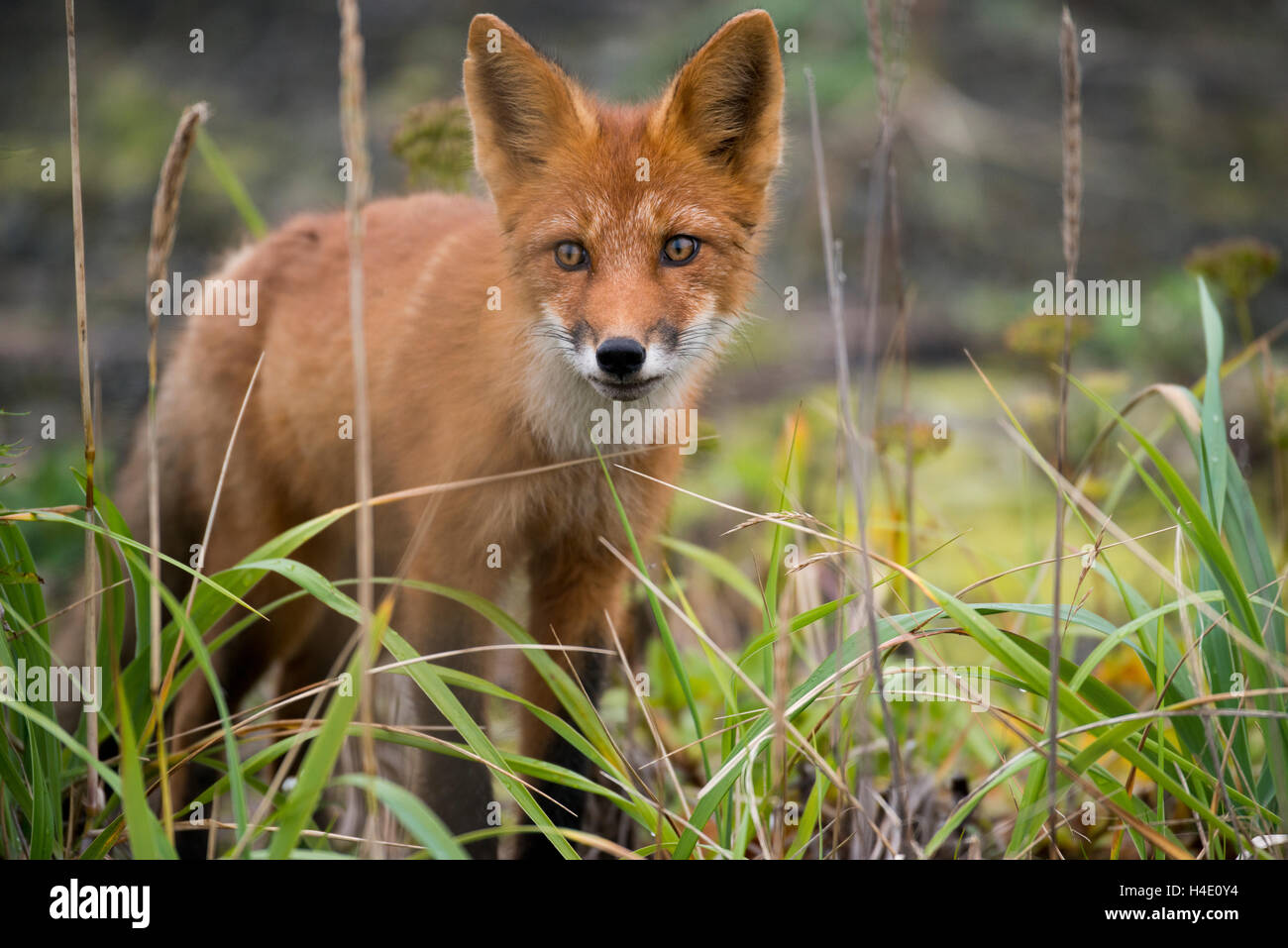Russia, Russian Far East, Kamchatka Peninsula, Kuril Islands, Atlasova Island. Wild red fox in tall summer grass. Stock Photo