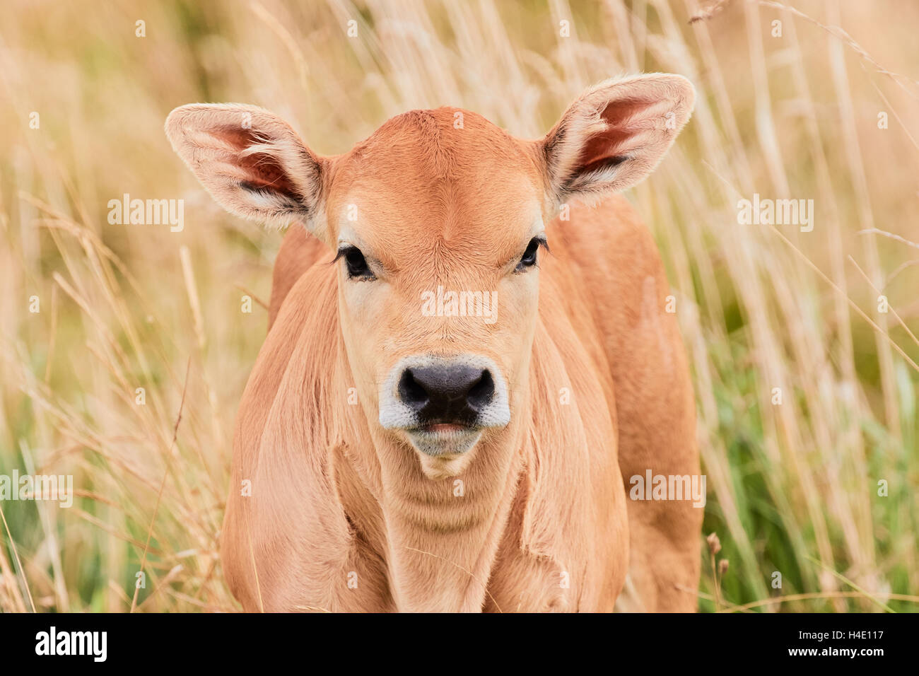 Curious calf coming out of the tall grass Stock Photo