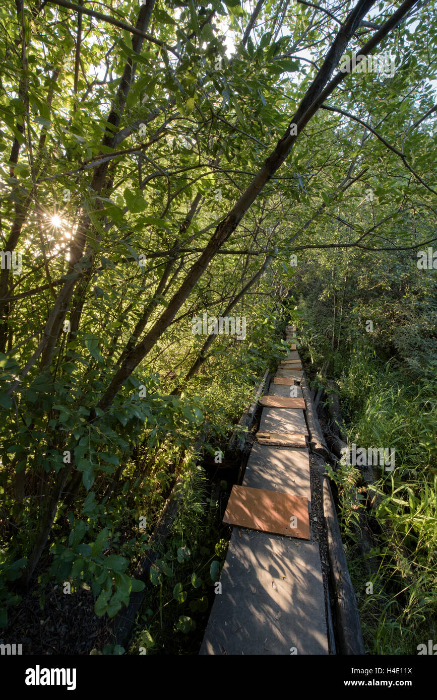 Path in a forest in Sverdlovsk Oblast (Urals), Russia Stock Photo