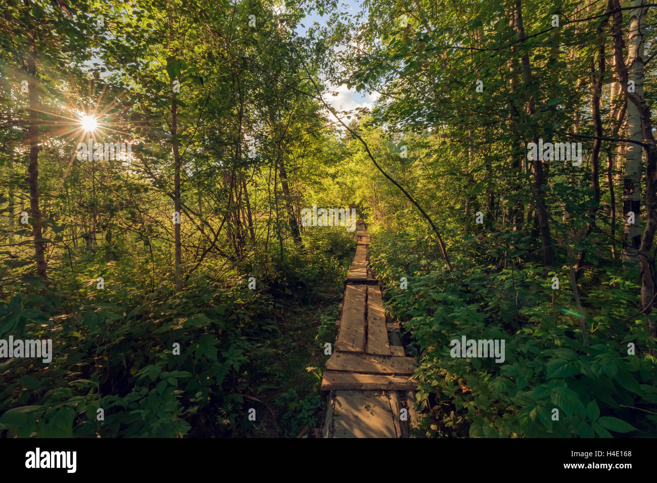 Path in a forest in Sverdlovsk Oblast (Urals), Russia Stock Photo