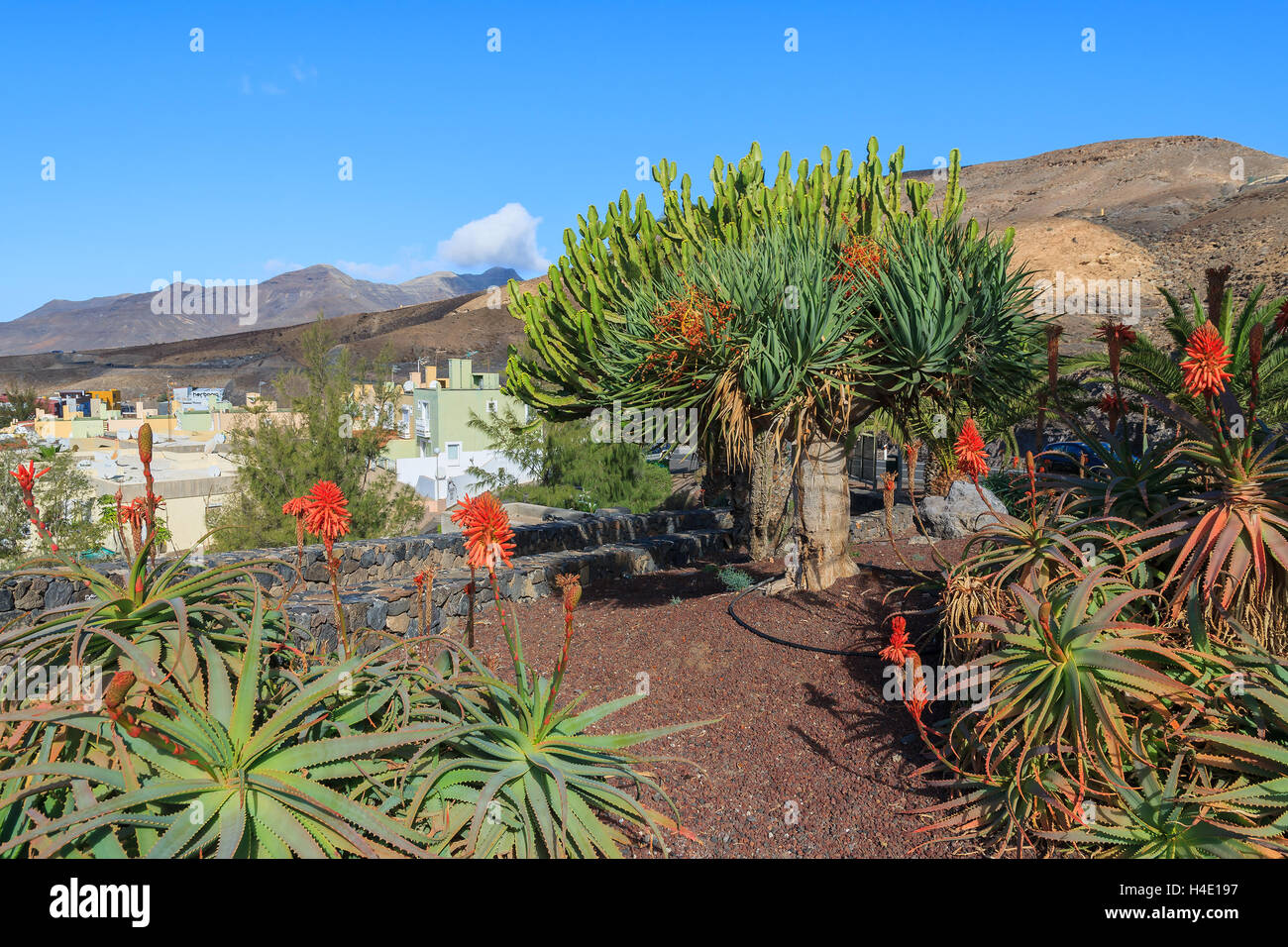 Tropical palnts in public garden in Morro Jable town, Fuerteventura, Canary Islands, Spain Stock Photo