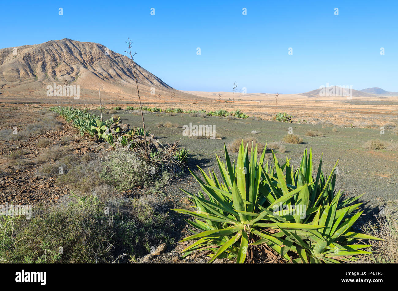 Mountain landscape and green plant near Tindaya town, Fuerteventura, Canary Islands, Spain Stock Photo