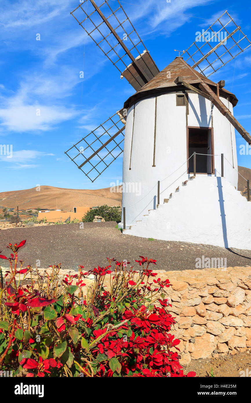 Traditional old windmill with red flowers in foreground in Tiscamanita village, Fuerteventura, Canary Islands, Spain Stock Photo