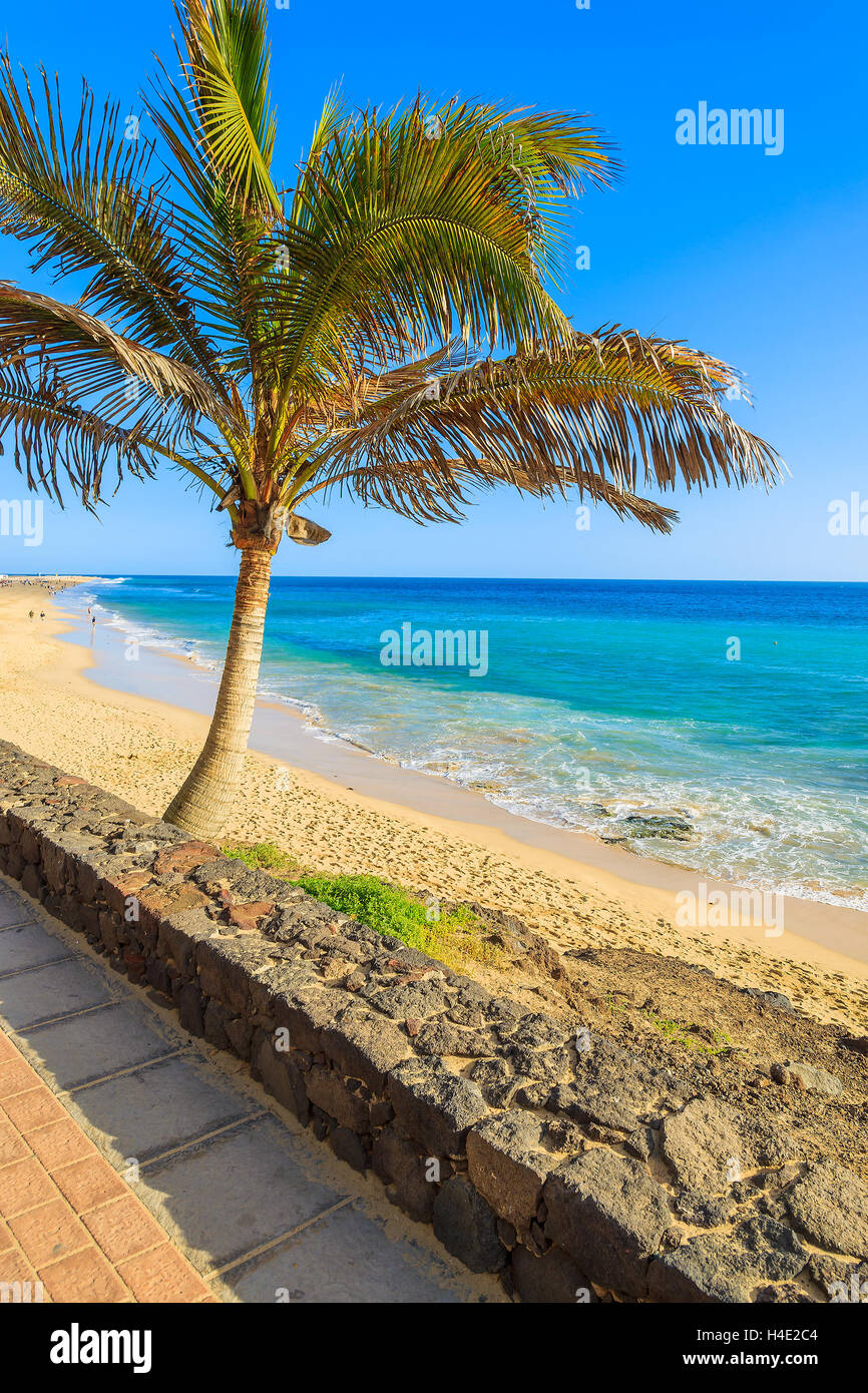 Palm tree on Morro Jable tropical beach, Fuerteventura, Canary Islands, Spain Stock Photo