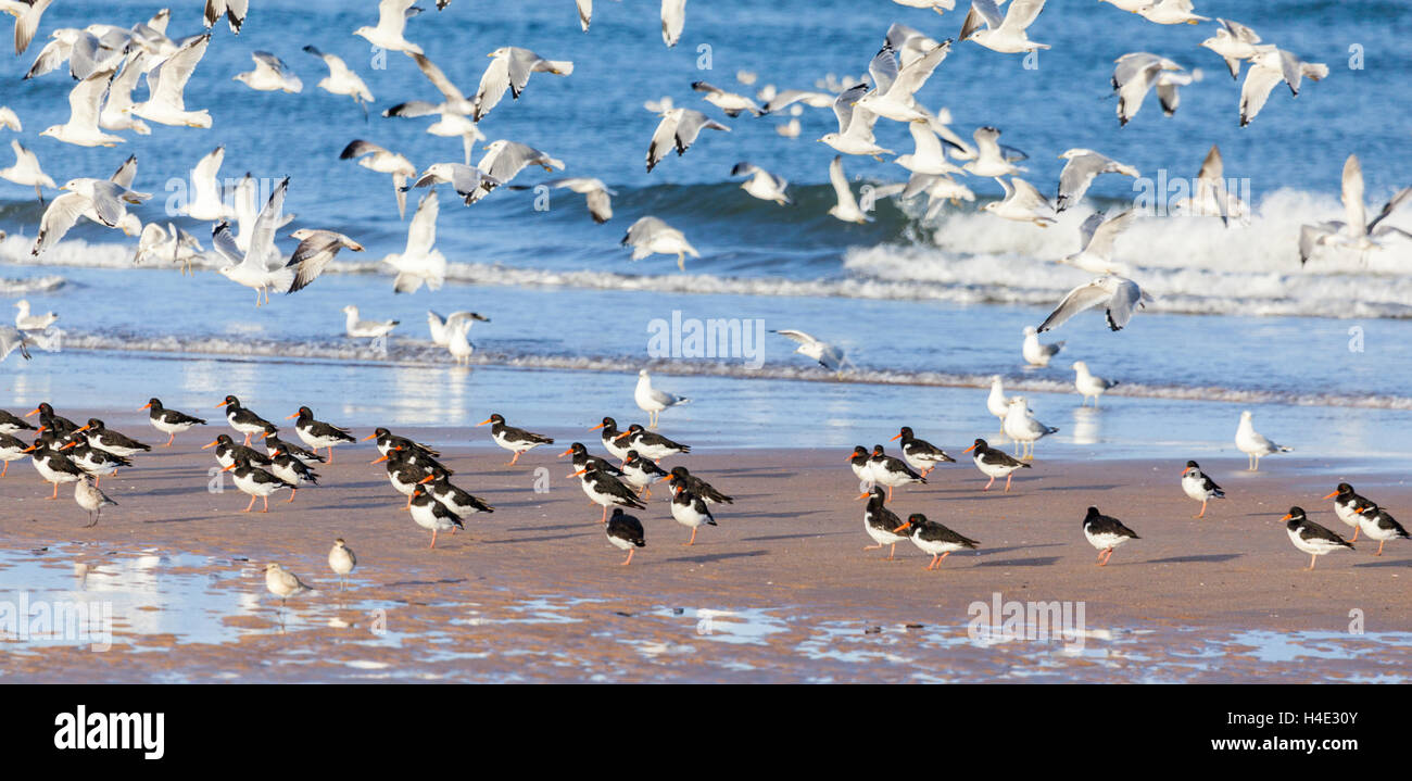 A flock of oyster catchers and seagulls, wading sea birds, taking flight at the shore line at the beach at Alnmouth Stock Photo