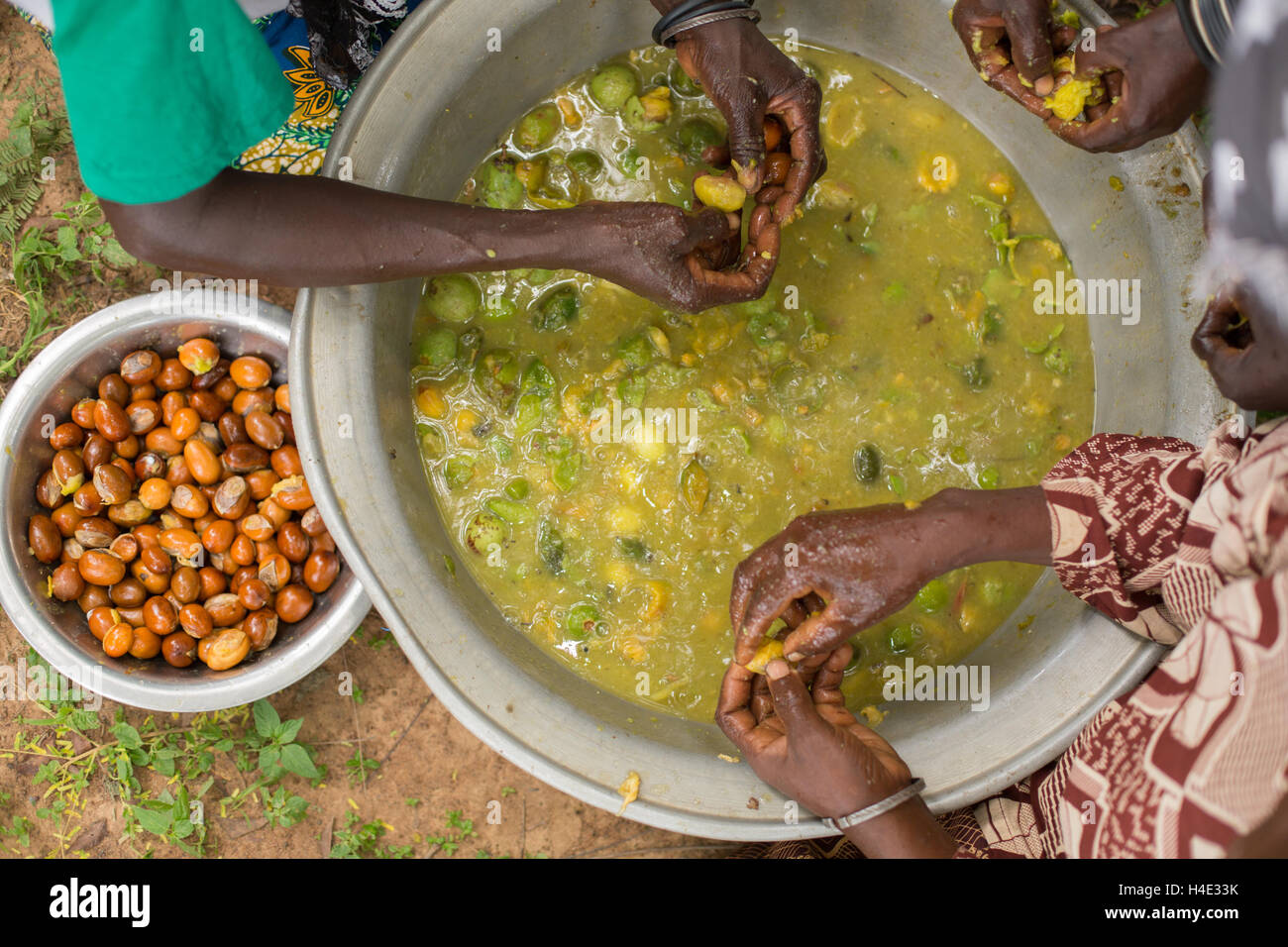 Women extract the shea nut from shea fruit in Burkina Faso, Africa. The nut is used for making shea butter and oil. Stock Photo