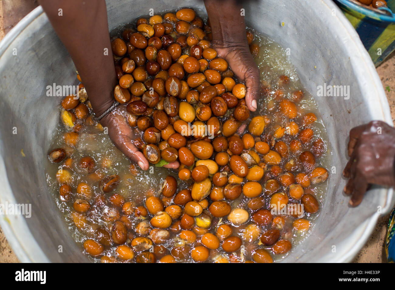 Shea nuts are washed after the fruit is removed as part of the shea butter making process in rural Réo, Burkina Faso. Stock Photo