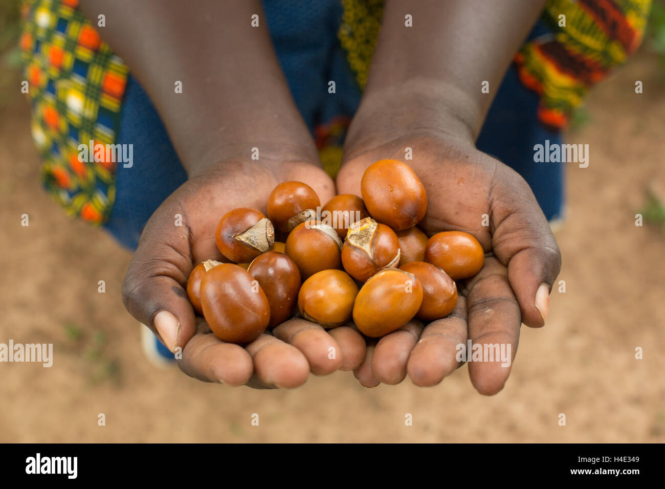 Shea nuts are used for making shea butter and oil in Burkina Faso, West Africa. Stock Photo