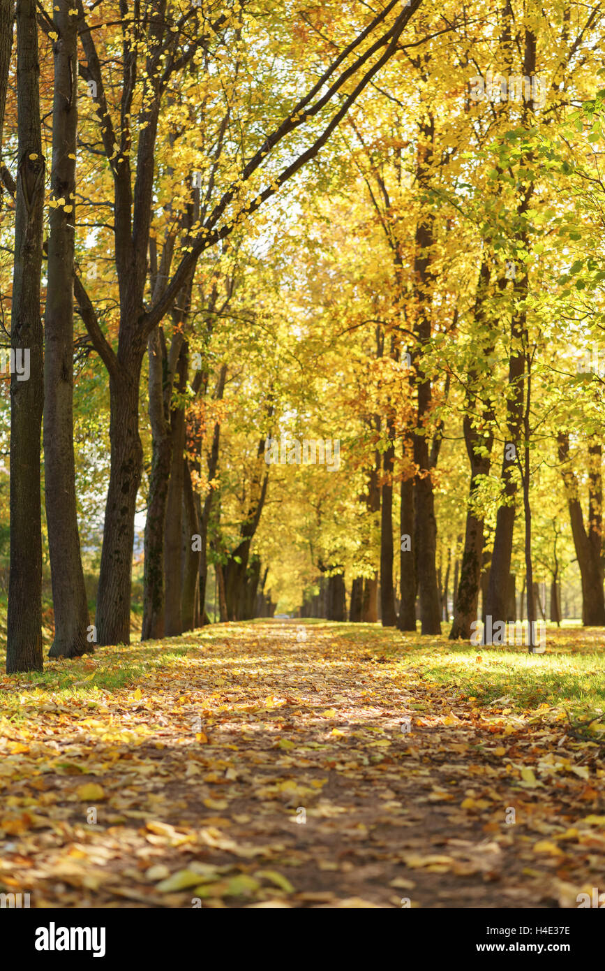 Trees fall color golden leaves hi-res stock photography and images - Alamy