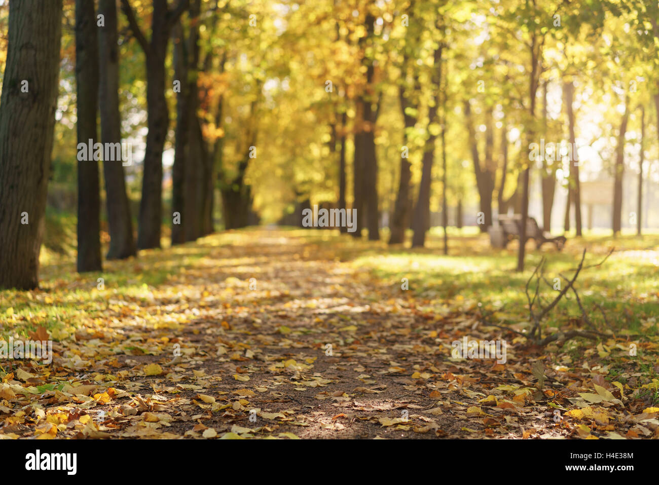 autumn town alley with golden fall trees and fallen leaves Stock Photo ...