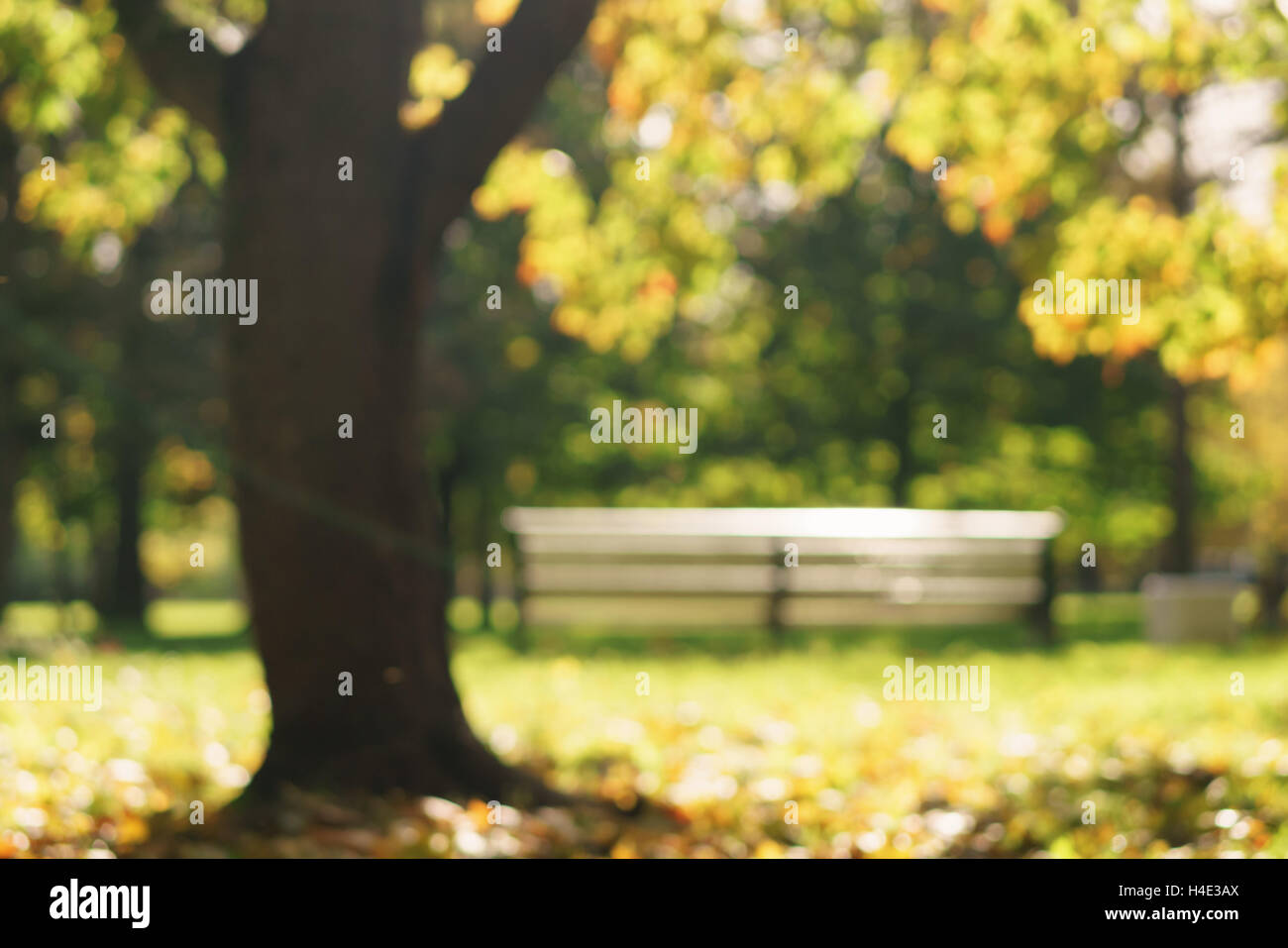 Garden bench under maple tree hires stock photography and images Alamy