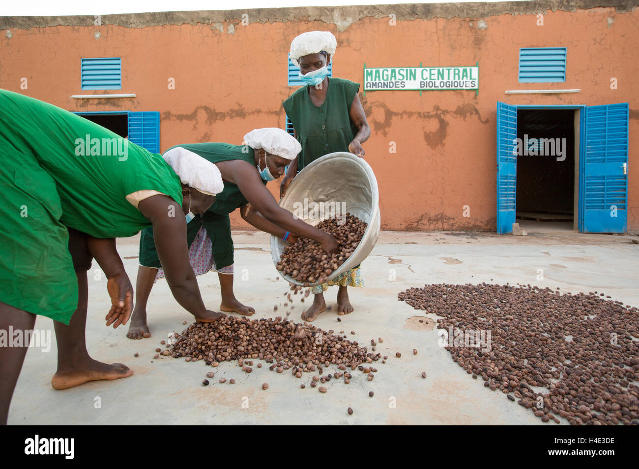 Shea nuts are dried in the sun at a fair trade production facility in Réo, Burkina Faso, West Africa. Stock Photo
