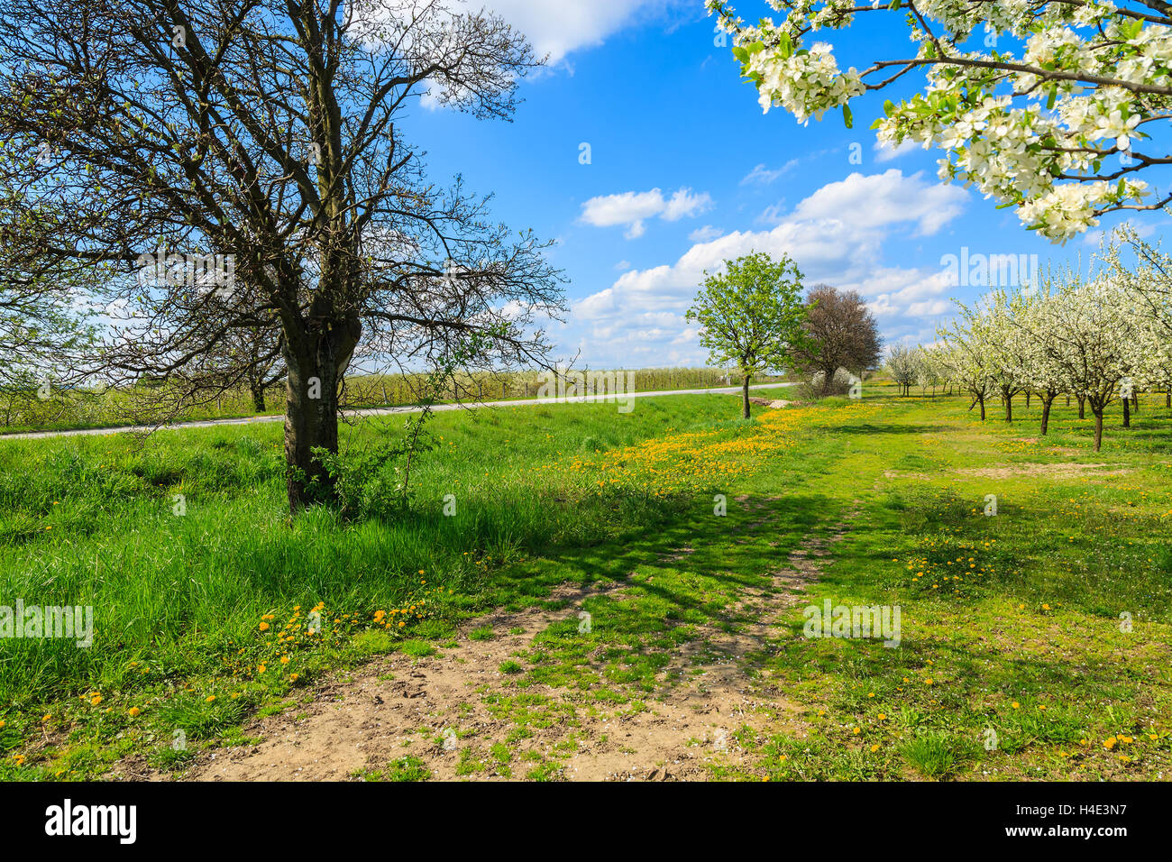 Yellow spring flowers on green filed with blooming trees along rural road, Kotuszow village, Poland Stock Photo