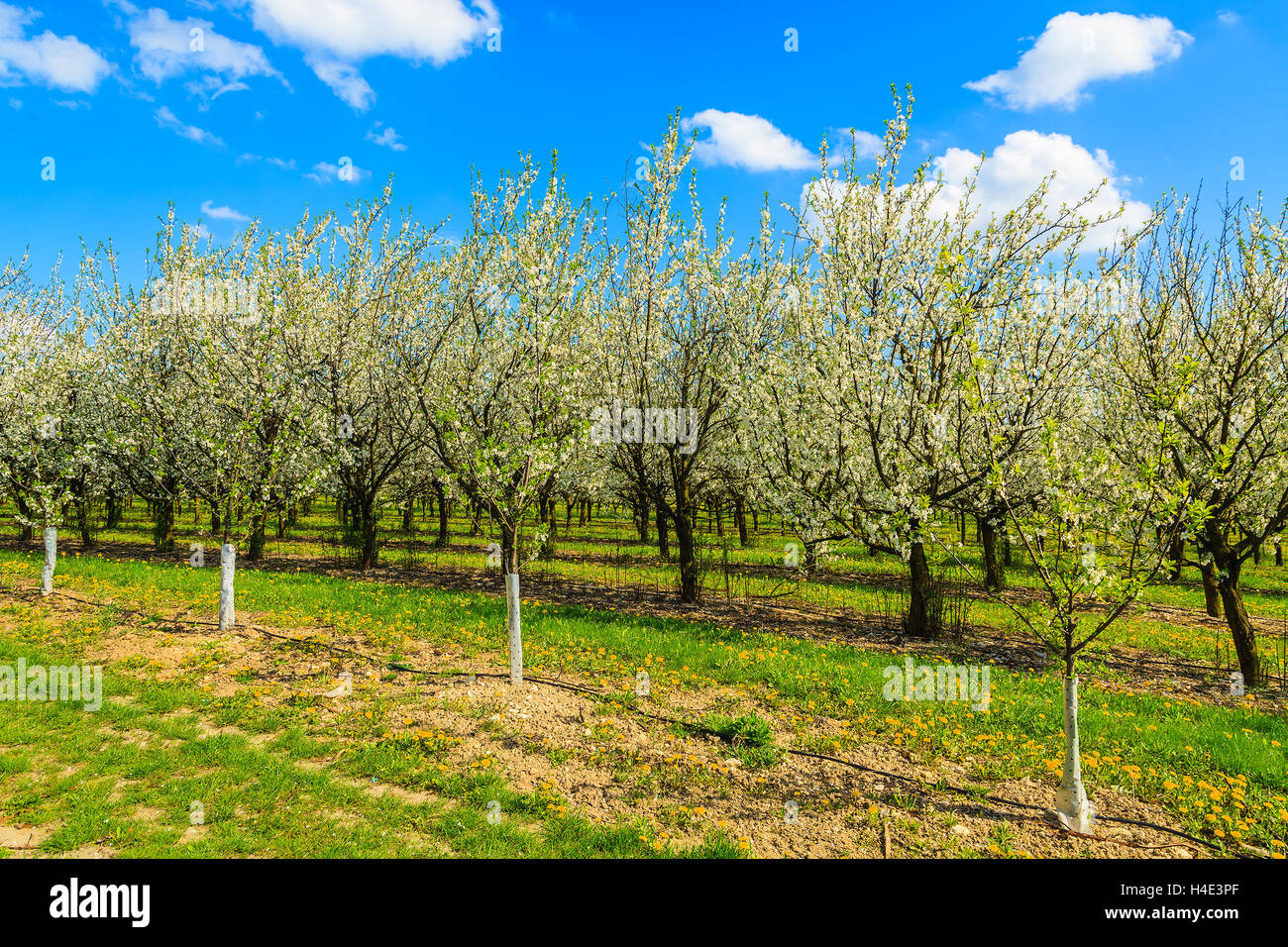 Plum and apple trees in blossom in orchard near Kotuszow village on sunny spring day, Poland Stock Photo