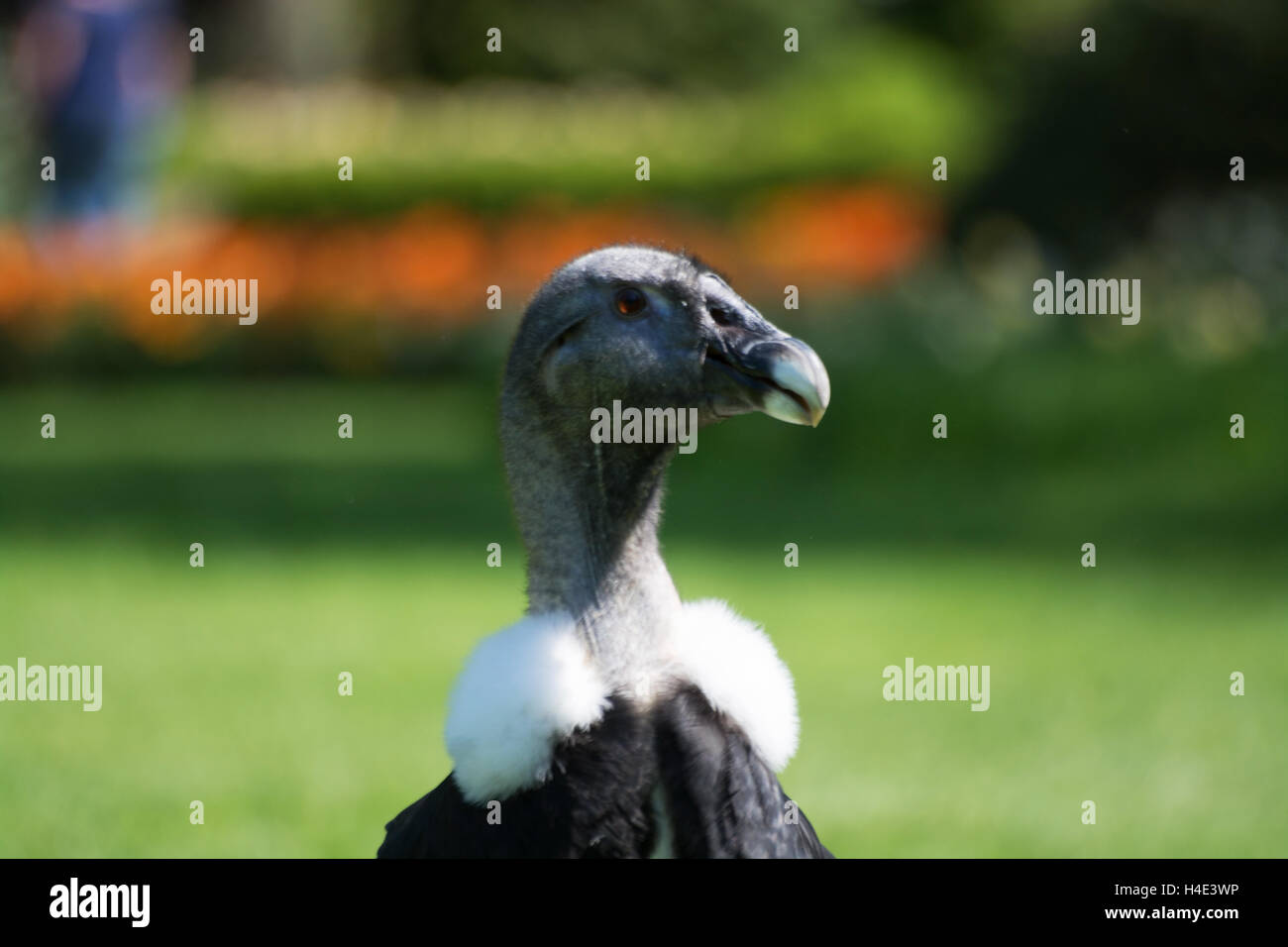 Bird found in mountains hi-res stock photography and images - Alamy