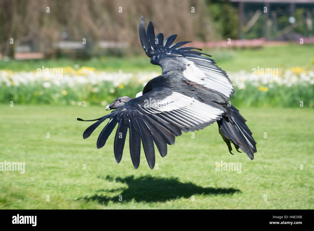 Andean condor hi-res stock photography and images - Alamy