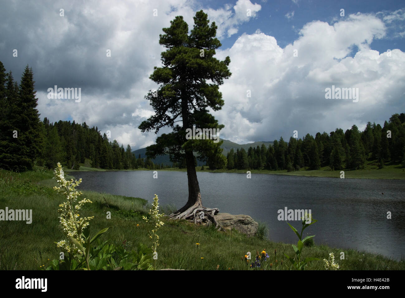 The Black Lake is an Alpine lake at Turracher Hoehe Pass, on the state border of Carinthia and Styria in Austria. Stock Photo