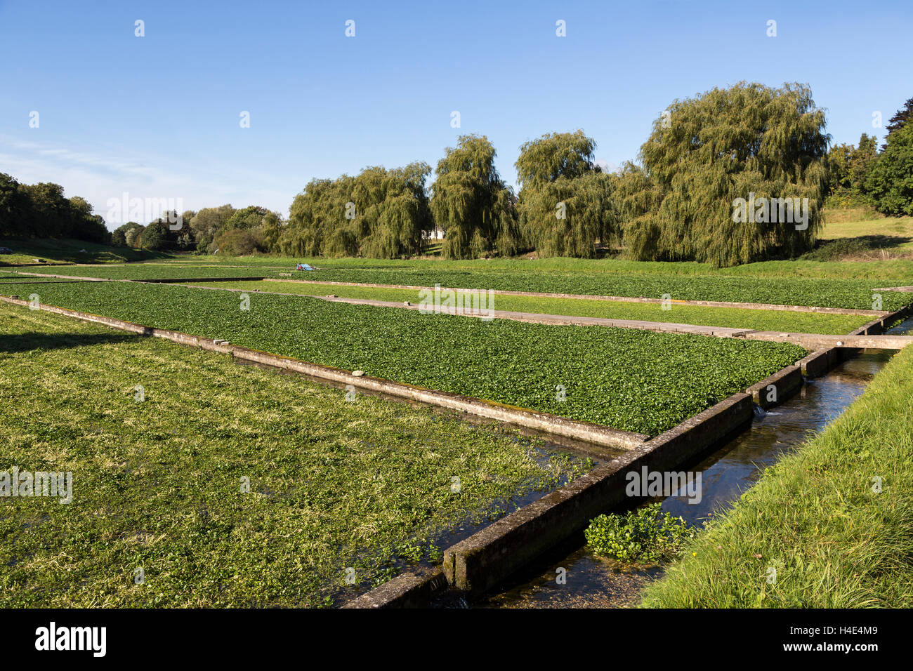 Watercress farming hires stock photography and images Alamy