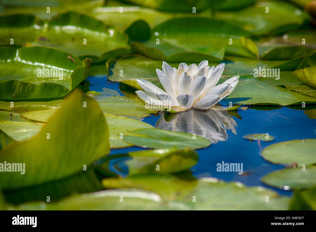 Beautiful white lotus flower blooming in Ontario lake Stock Photo Alamy