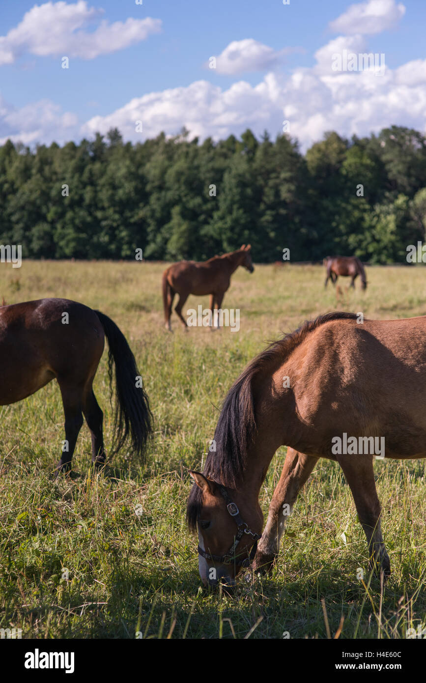 group of chestnut horses graze in a paddock Stock Photo - Alamy