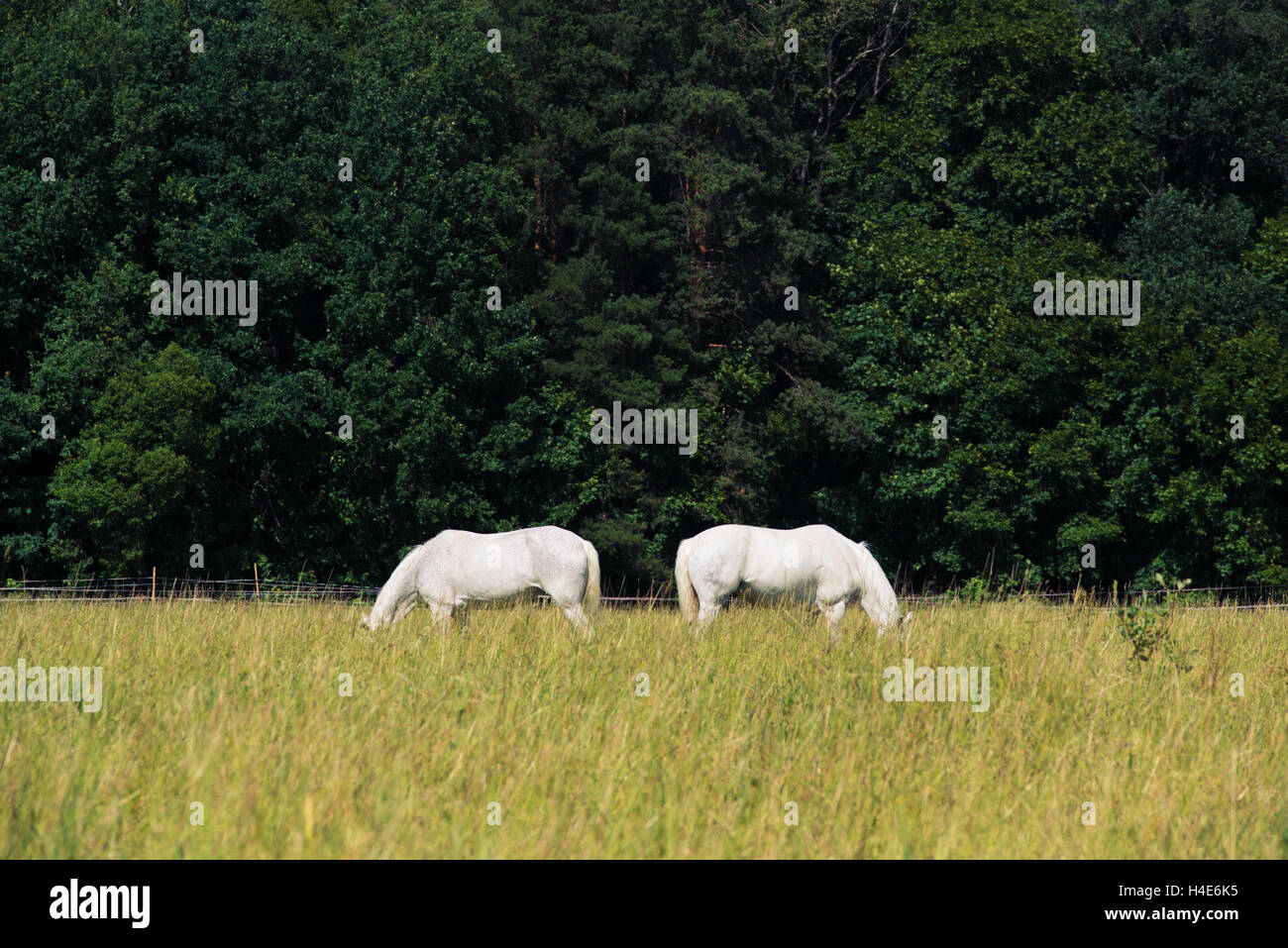 two white horses graze in a paddock field near forest Stock Photo Alamy
