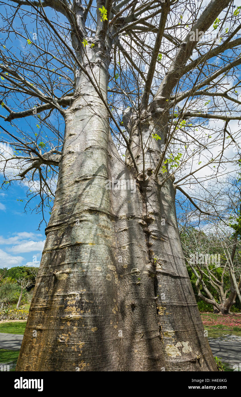 Florida, Coral Gables, Fairchild Tropical Botanic Garden, Baobab tree, Adansonia digitata, Family: Malvaceae Stock Photo