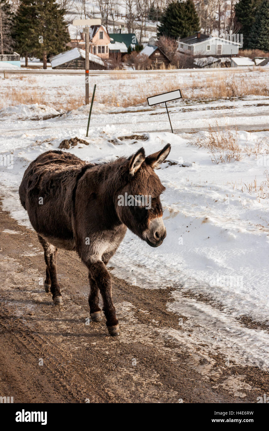 Winter donkey hires stock photography and images Alamy