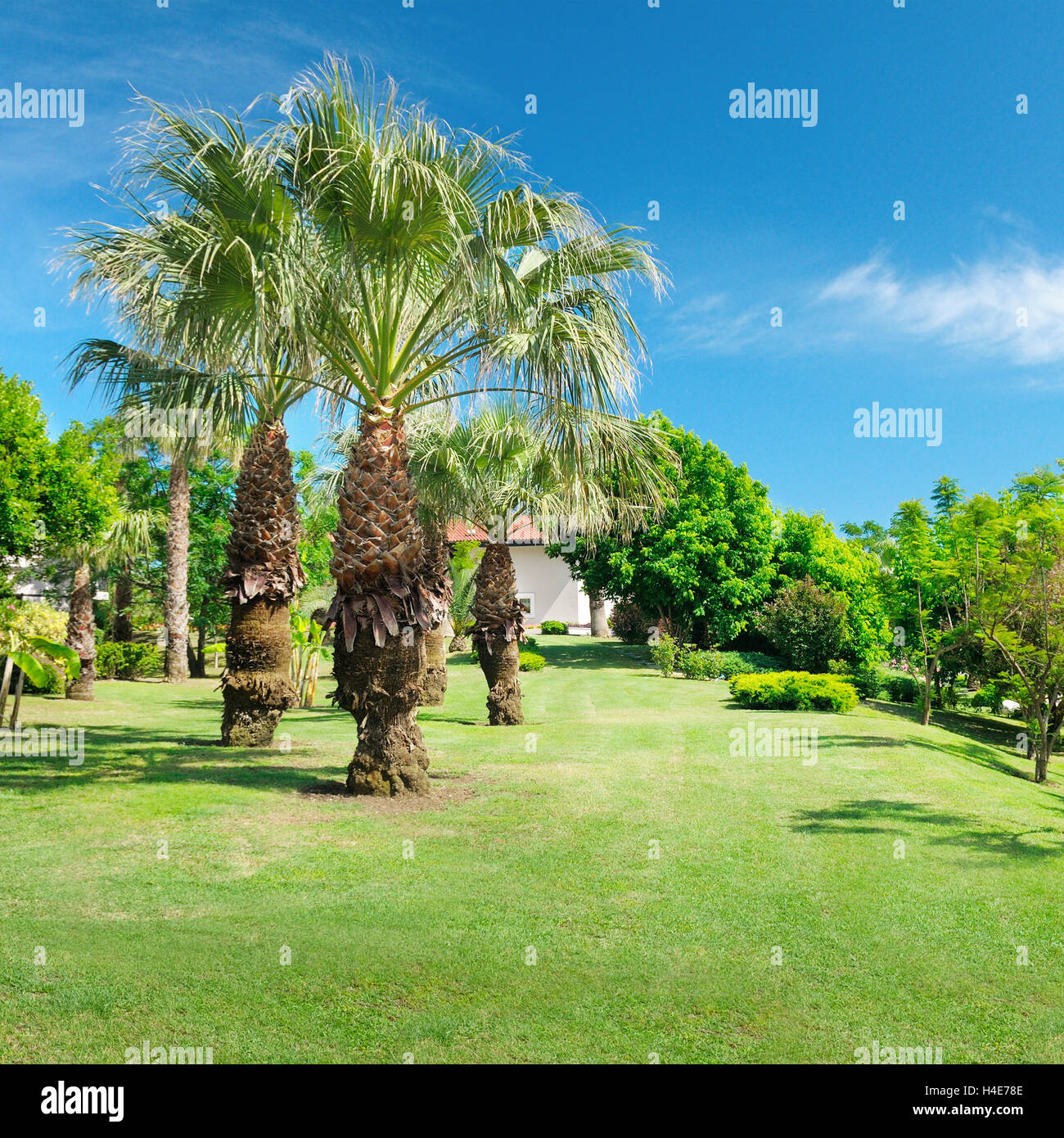 Tropical palm trees in a beautiful park Stock Photo - Alamy
