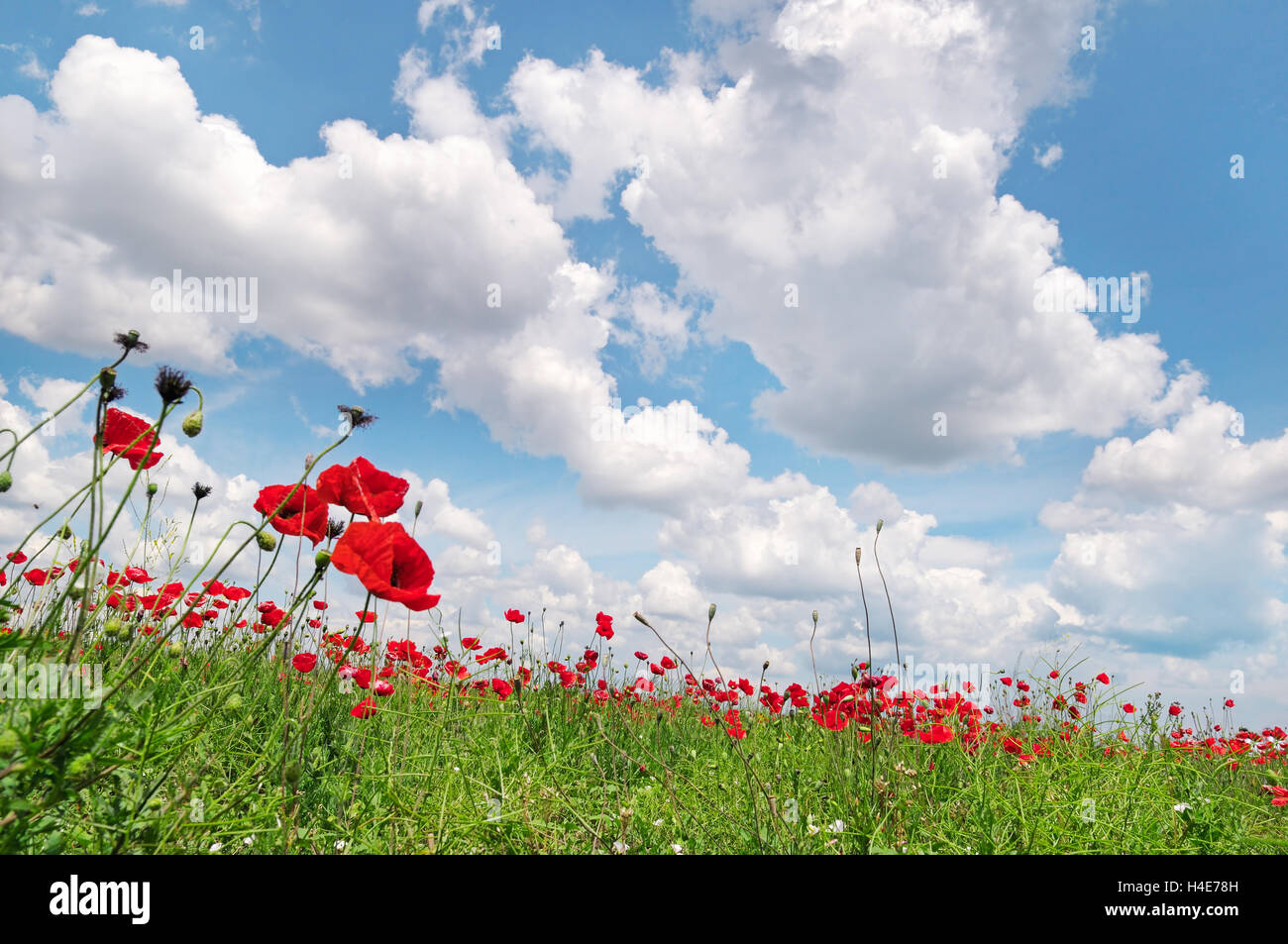 poppies on green field and blue sky Stock Photo - Alamy