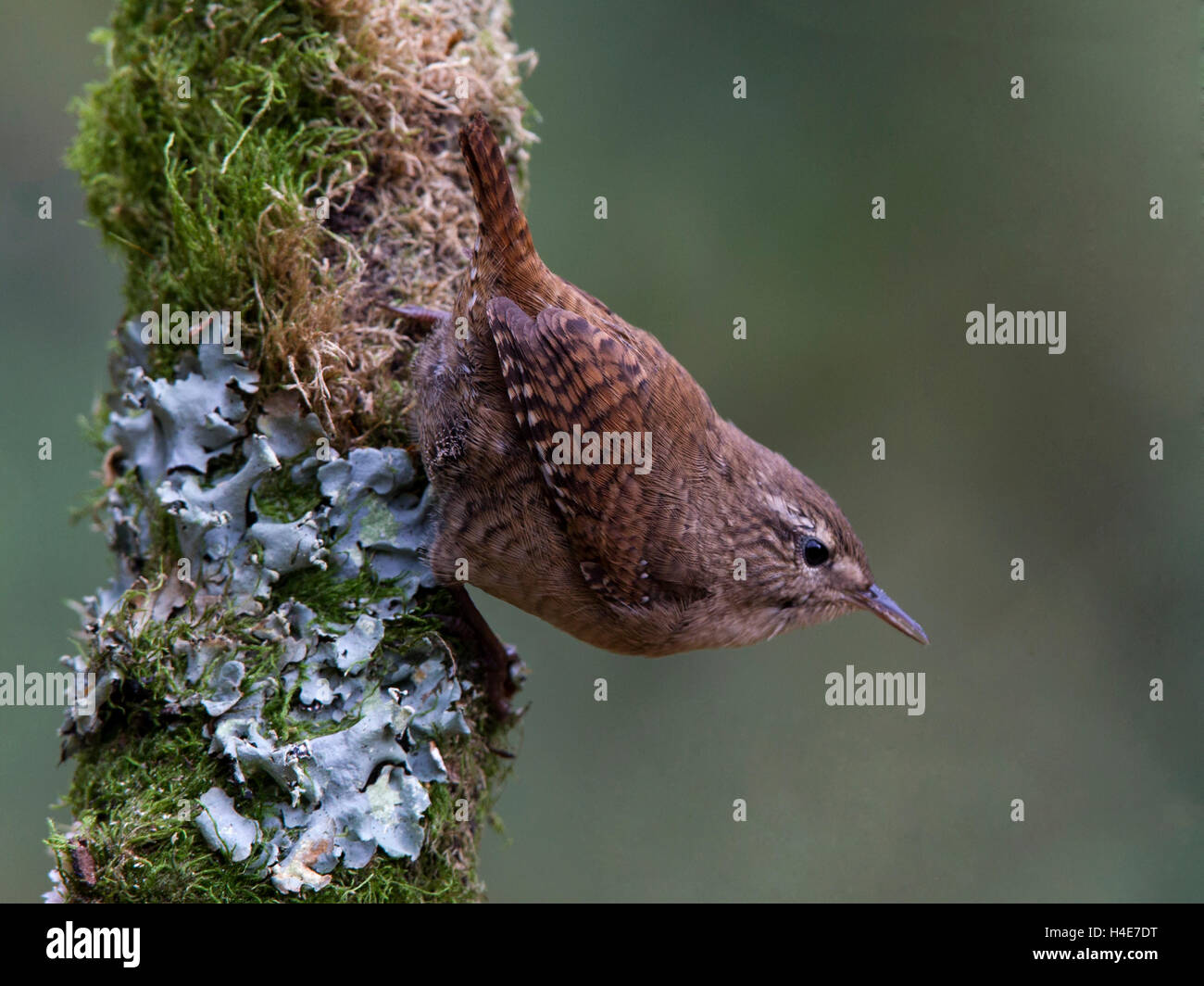 Wren perched on tree Stock Photo