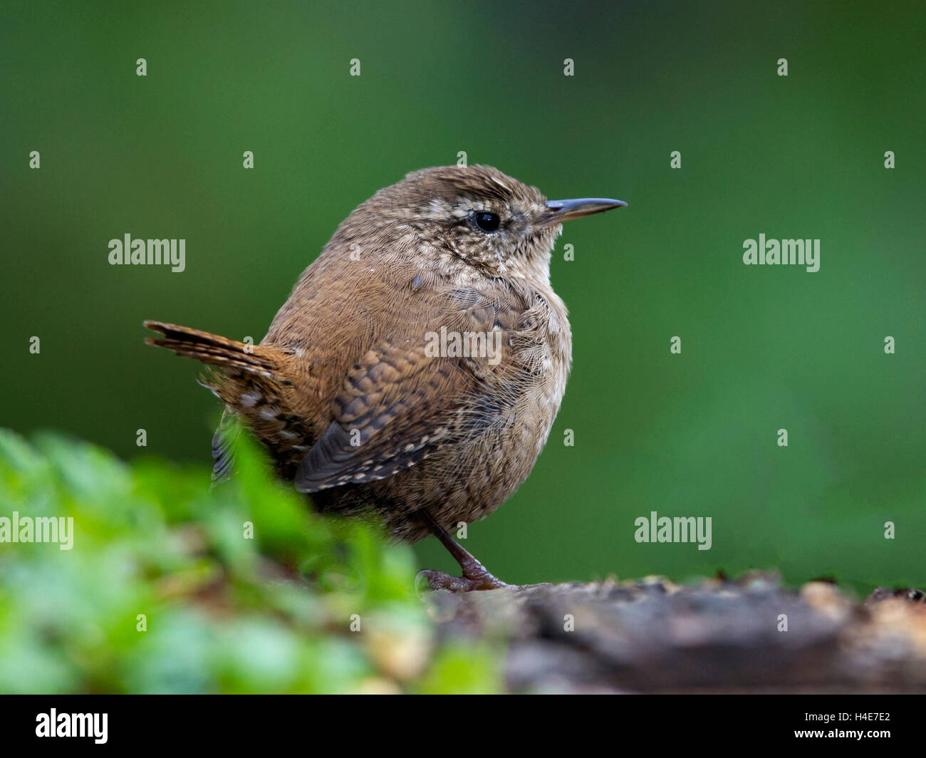 Wren perched on branch Stock Photo