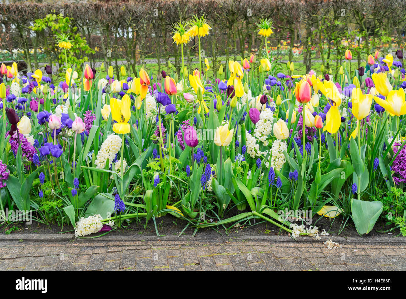 Rows of tulip flowers Stock Photo - Alamy
