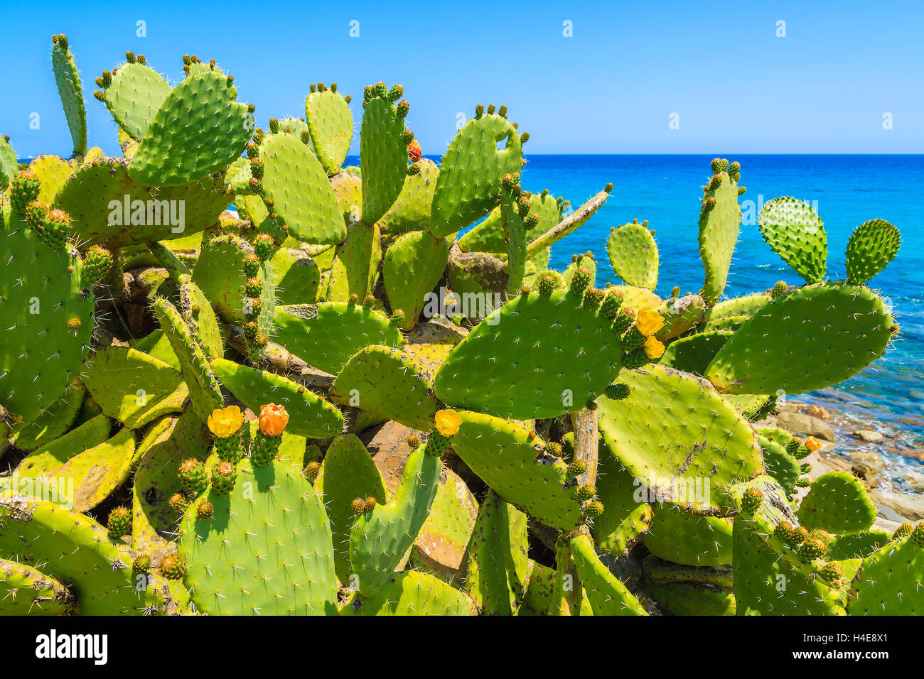 Green cacti flowers growing on coast of Sardinia island, Italy Stock Photo