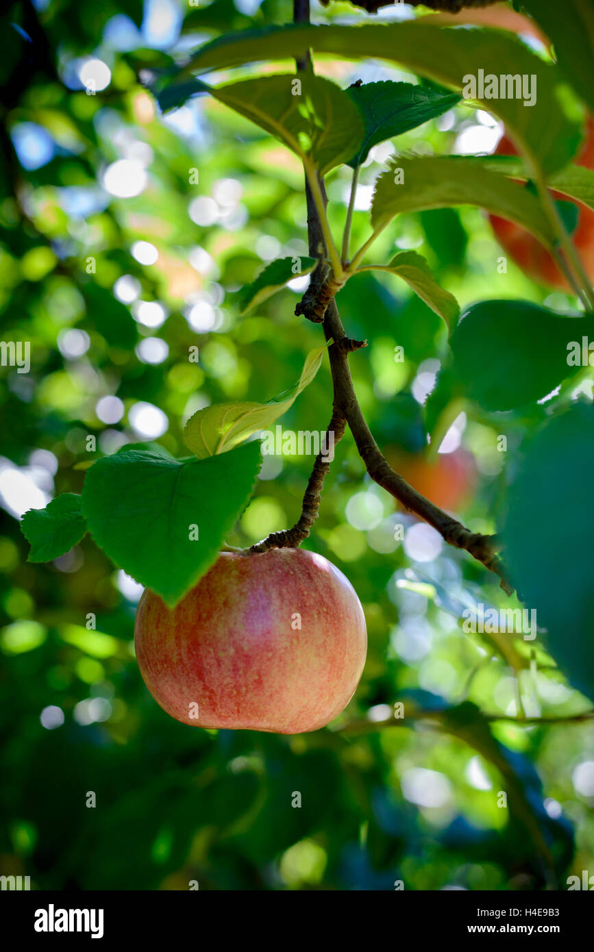 An apple on the branch of the tree Stock Photo
